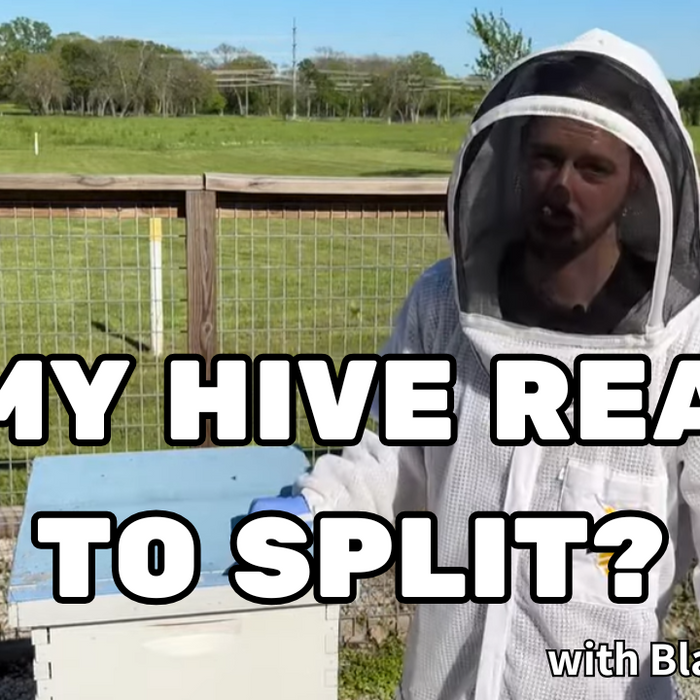 Is My Hive Ready to Split? (Video)