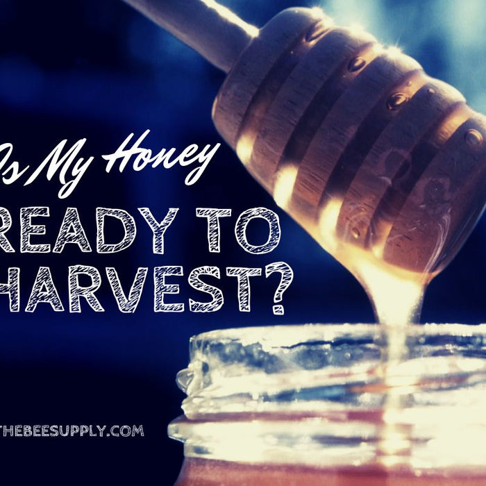 Is My Honey Ready to Harvest?