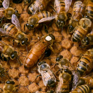 January Beekeeping Tips - 2024