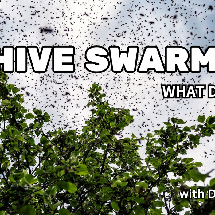 My Hive Swarmed! What do I do? 