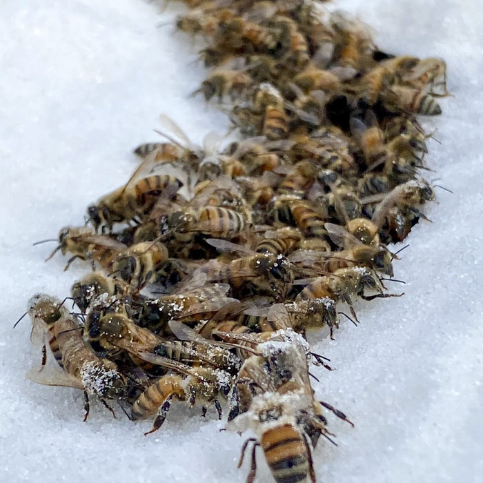 Can I Feed Honey To My Bees?