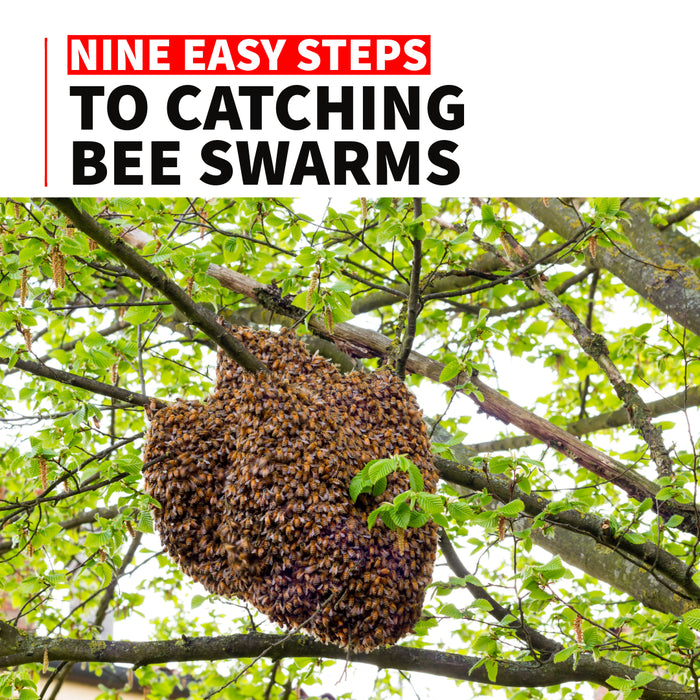 Nine Easy Steps to Catching Bee Swarms