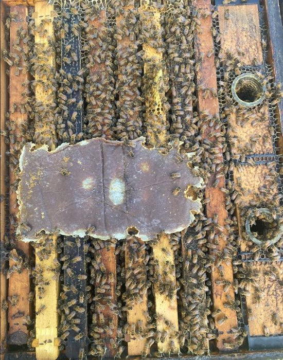 Winter Bee Health