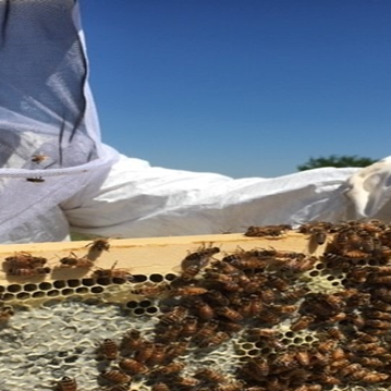 TANGING BEES