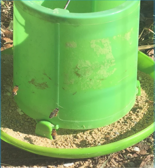 Honey Bees and Chicken Feed
