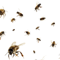 Mean Bees