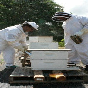Bees on the Move