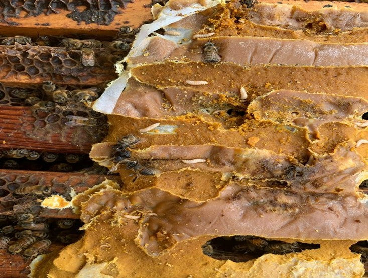 Pollen Patties and Small Hive Beetles β The Bee Supply