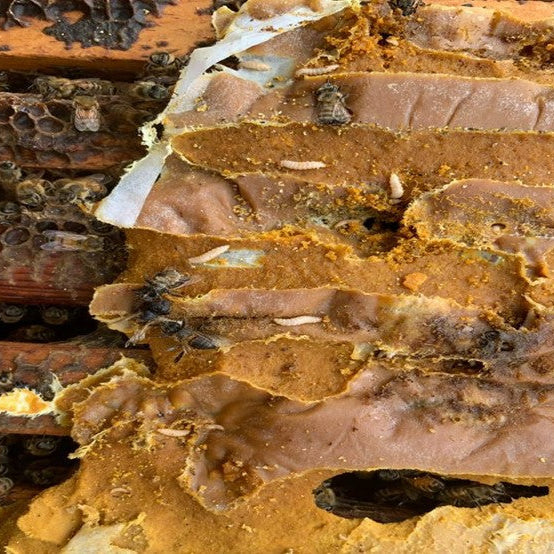 Pollen Patties and Small Hive Beetles