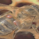 VSH Queens The New Age in Varroa Management?