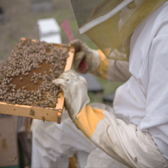 When & How to Throw Away Aging Frames and Comb