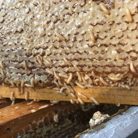 Small Hive Bettles- Pest Predator