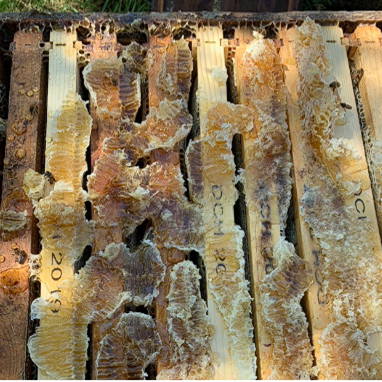 Fixing Honey-Bound Hives