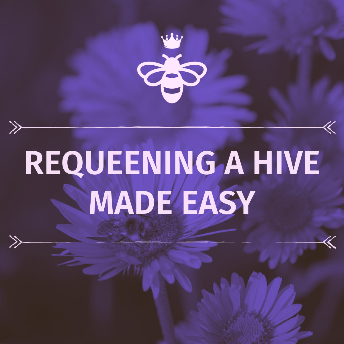 REQUEENING A HIVE MADE EASY — The Bee Supply