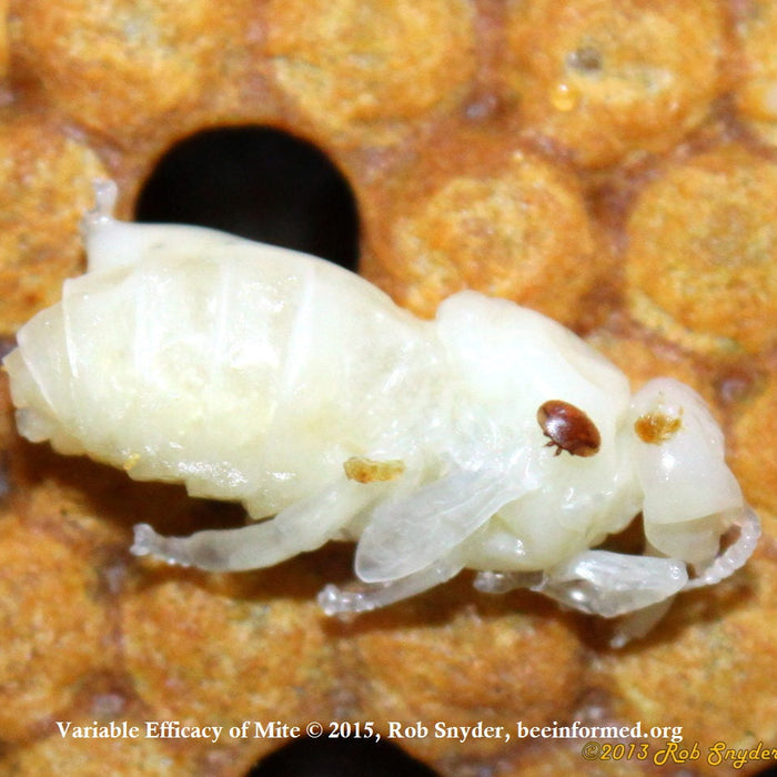 Will My Bees Develop Natural Resistance if I Don’t Treat or Manage Varroa Mites?