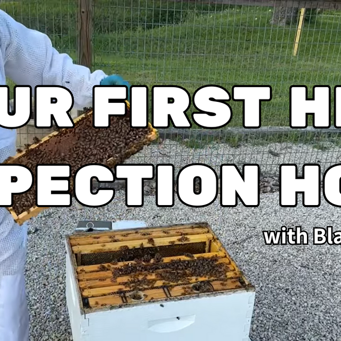 Your First Hive Inspection Home