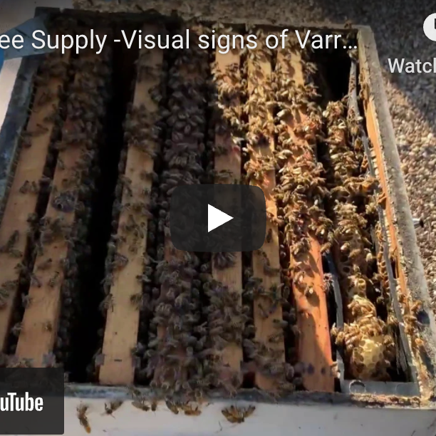 Visually Checking for Varroa Mites