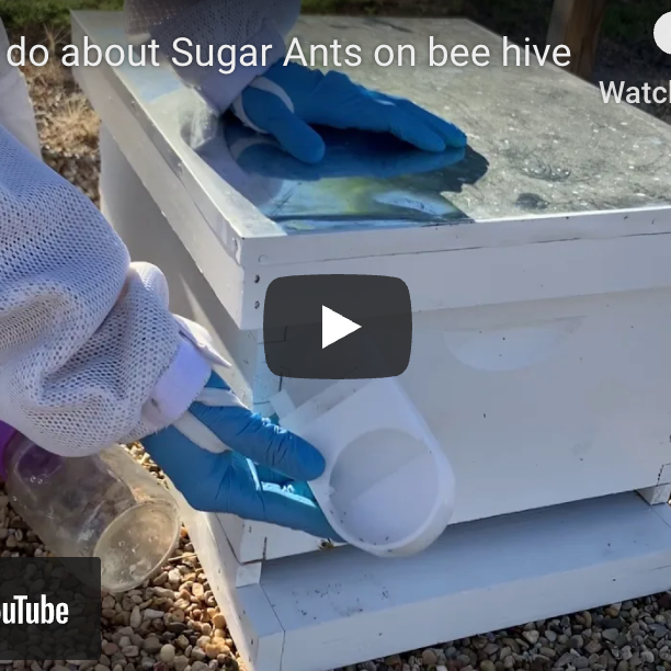 What to do about Sugar Ants - Video