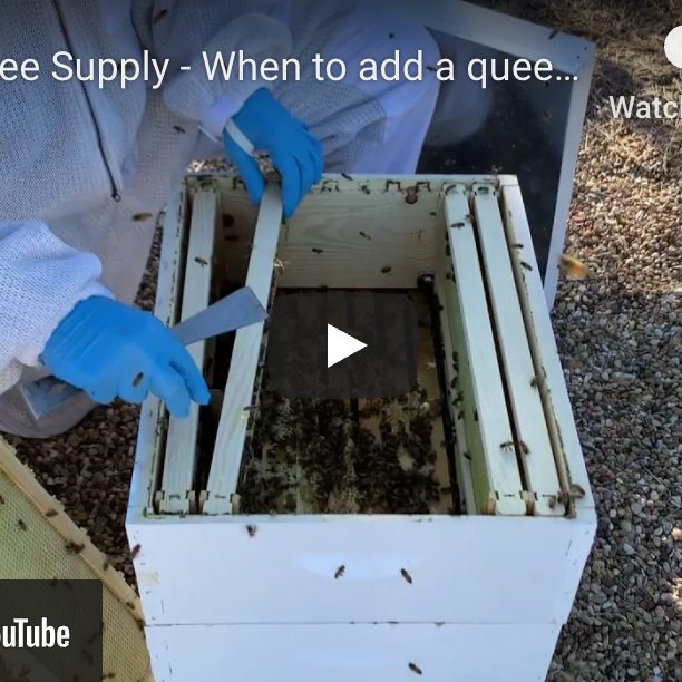How to add a queen excluder to your hive - video