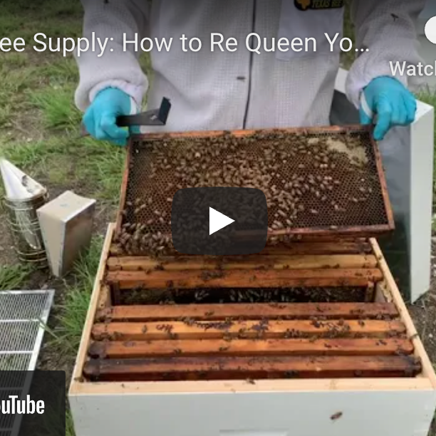 How to Re-Queen Your Hive-Video