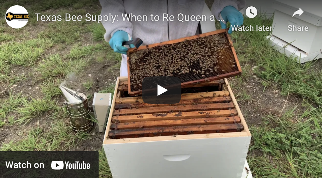 When to Re-Queen Your Hive-Video