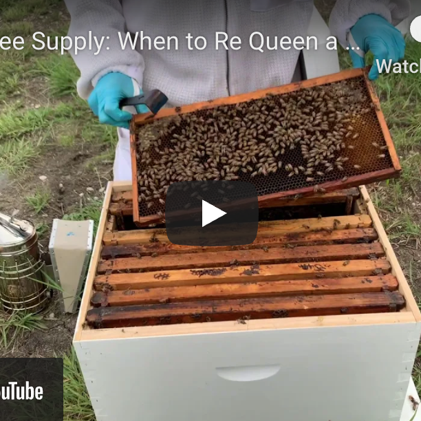 When to Re-Queen Your Hive-Video