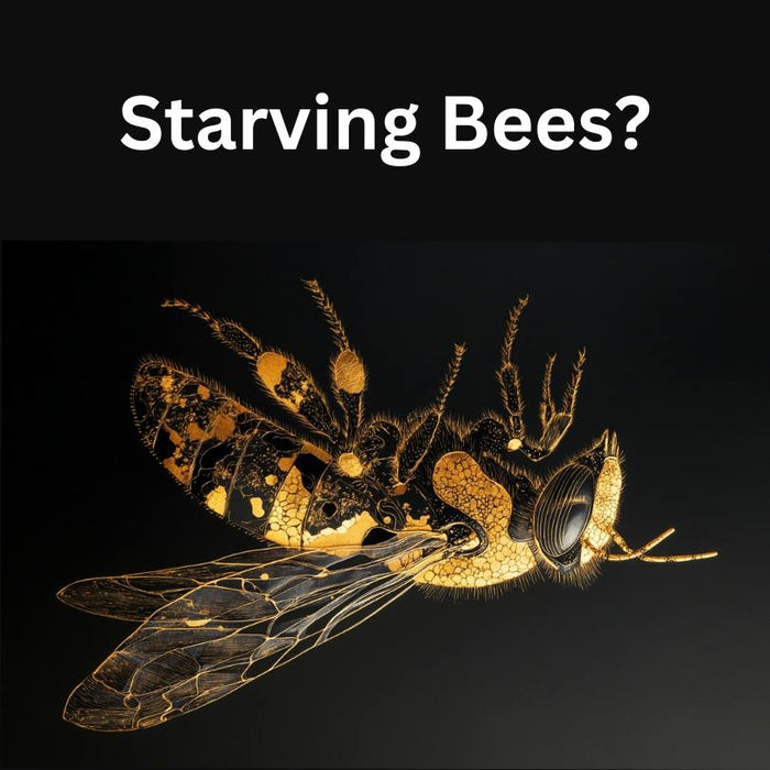 are my bees starving?