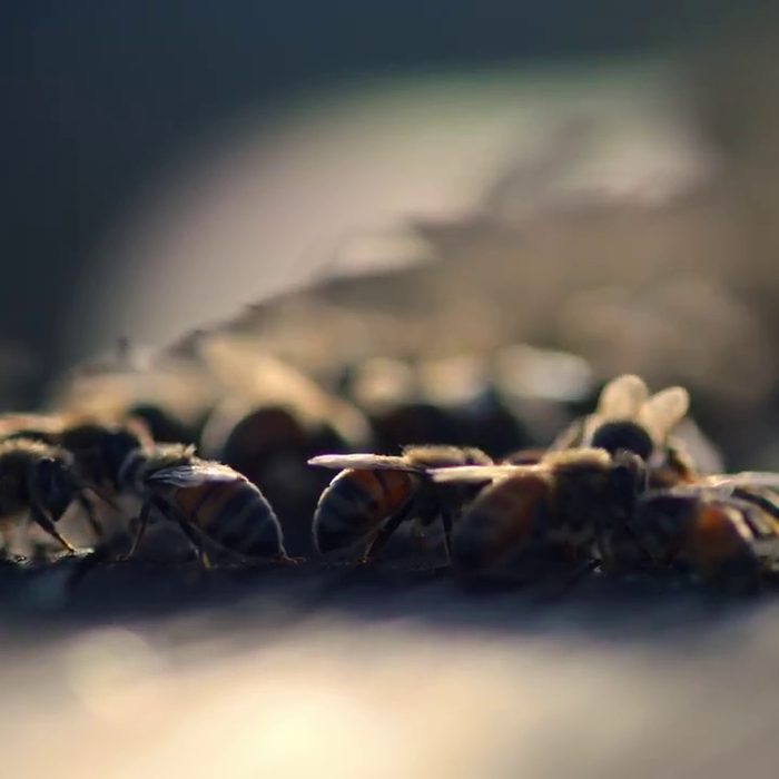 How the Winter Solstice Affects Honey Bees