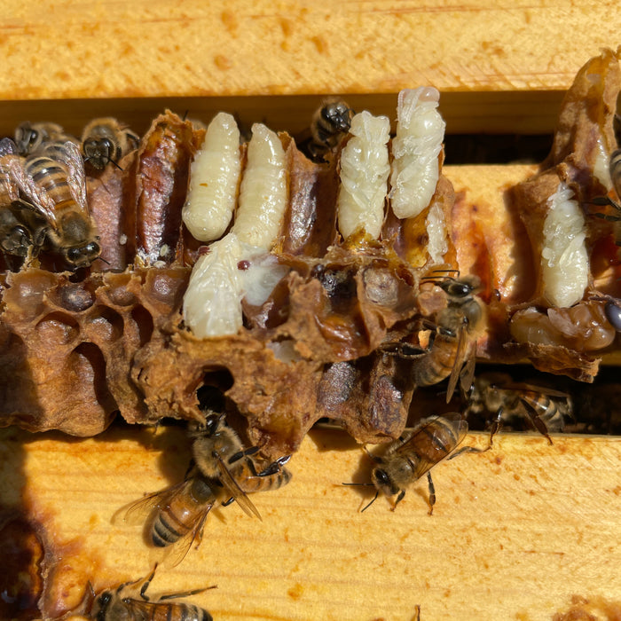 Fall Varroa Management: Testing, Treating, and Timing It Right