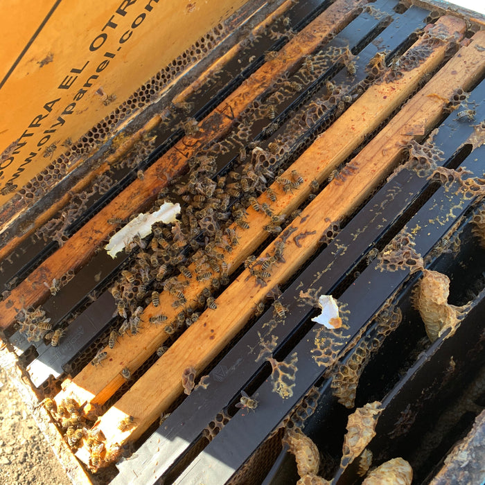 WHAT IS WRONG WITH THIS HIVE?