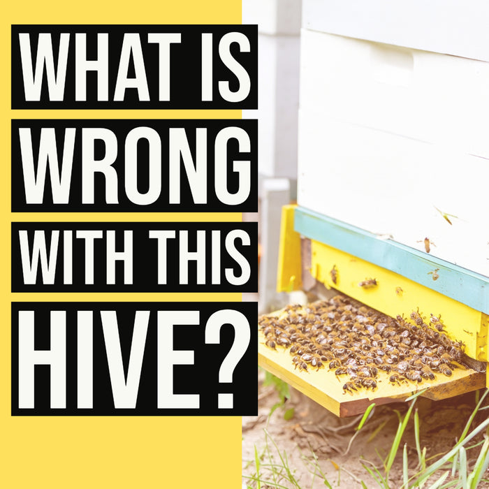 WHAT IS WRONG WITH THIS HIVE?