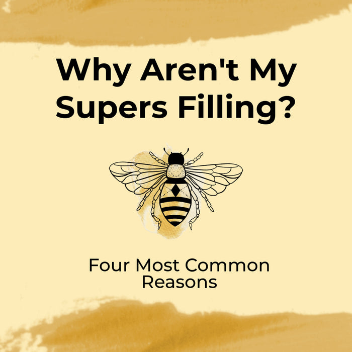 Why Aren't My Supers Filling?
