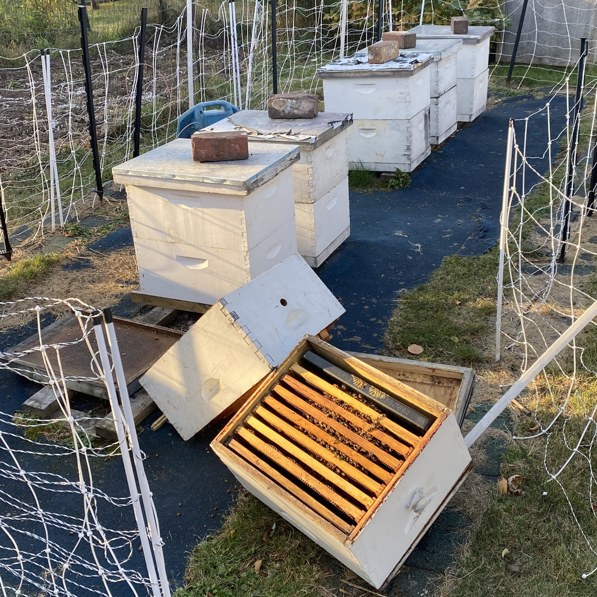 How to Protect Your Apiary from Varmints, Livestock, and Wild Animals ...