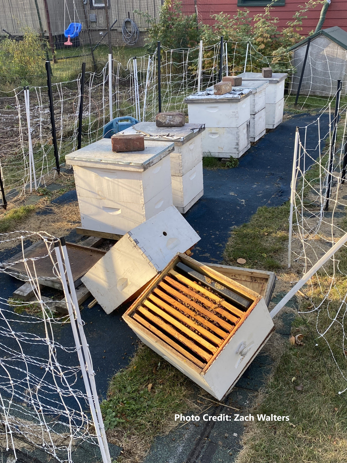 Apiary Security How to Protect Your Apiary from Varmints, Livestock, and Wild Animals ...