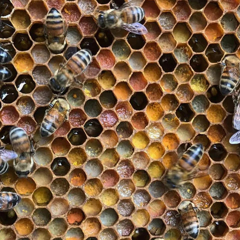 BEE BIOLOGY