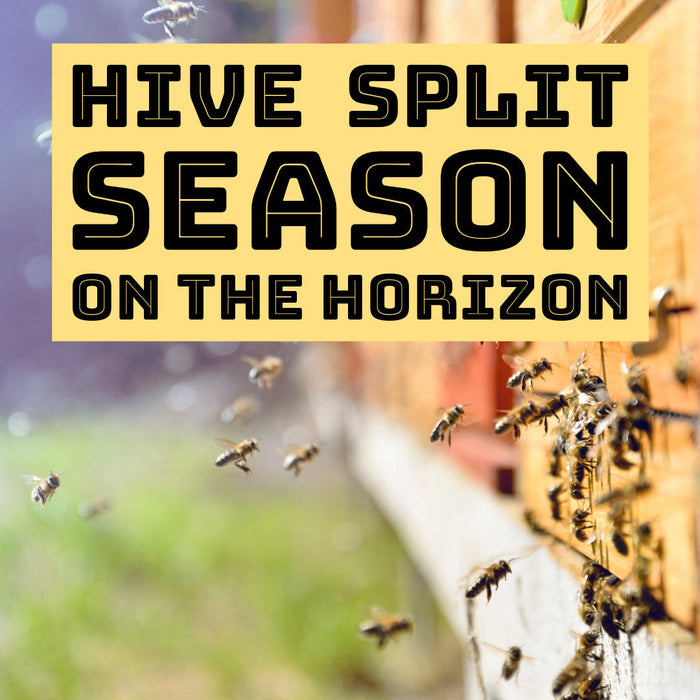 BUZZY TIMES AHEAD: HIVE SPLITS SEASON ON THE HORIZON!