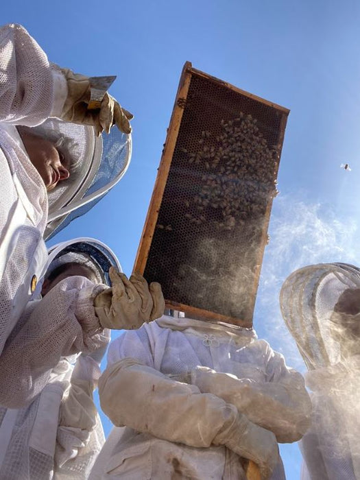 5 Tests to Gauge Winter Bee Health
