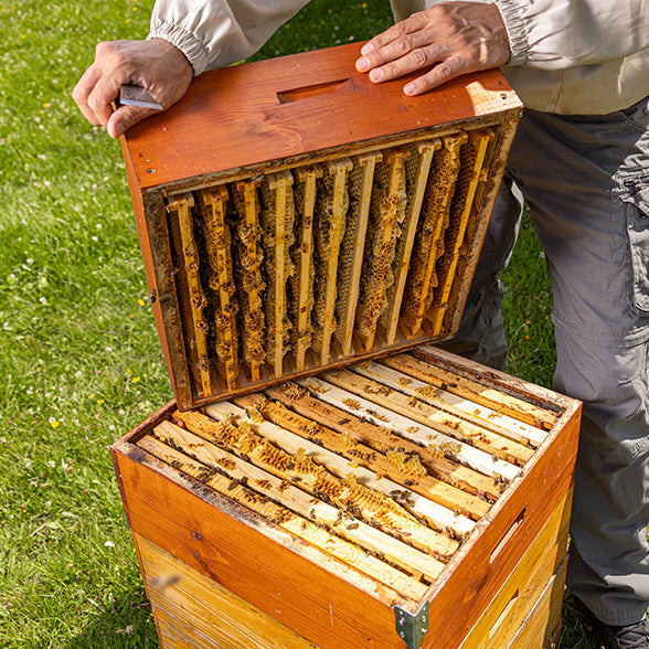 combining hives to survive winter