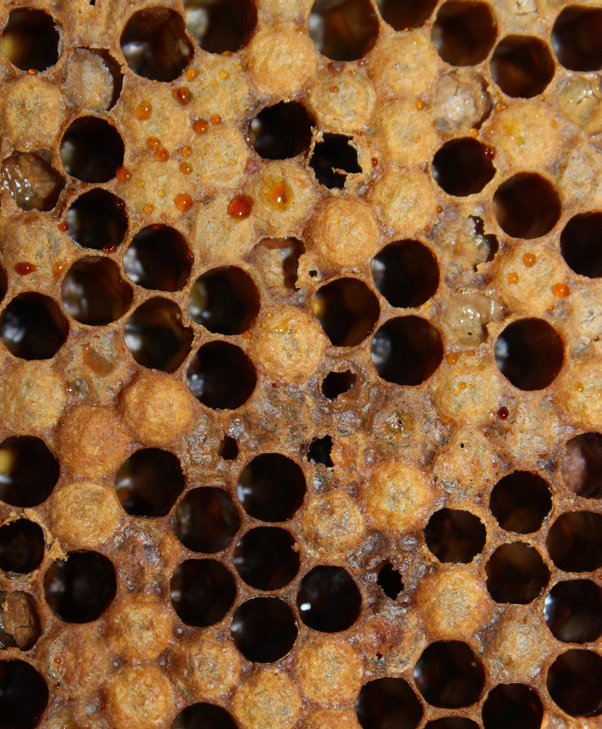Loque americana y europea — The Bee Supply