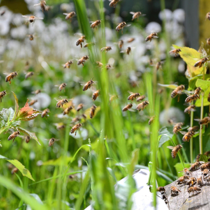 A common question asked over and over again: Are my bees... swarming? ...being robbed? What's going on?