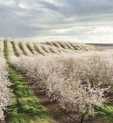California Almond Pollination