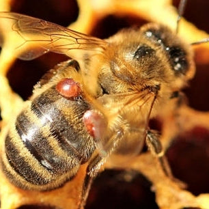 Varroa Mite Season