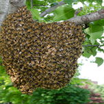 URGENT NOTICE: SWARM SEASON!