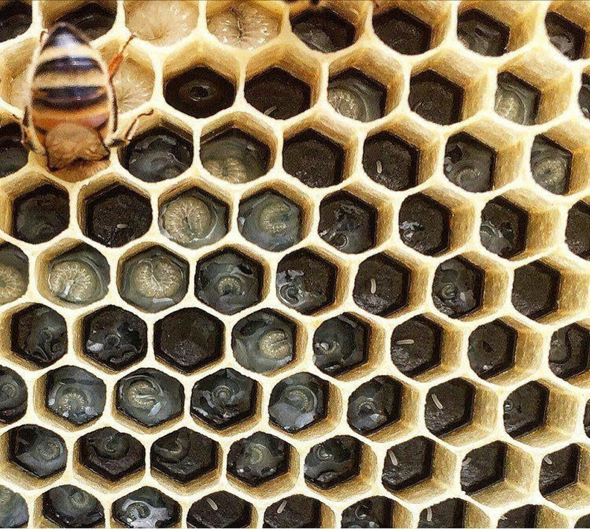 How To Get Your Bees To Draw Comb — The Bee Supply