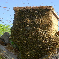 3 Options for Preventing March Swarms