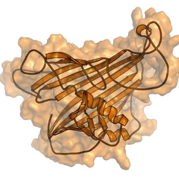 Vitellogenin The Miracle Molecule