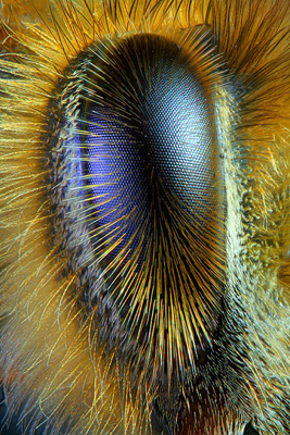 Amazing Honey Bee Vision