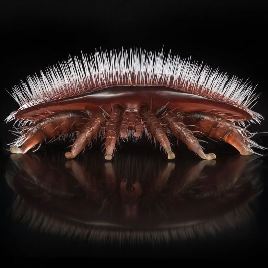 Varroa Destructor