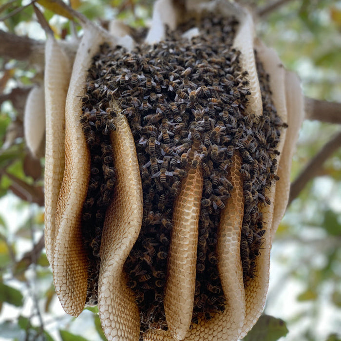 Swarm Season