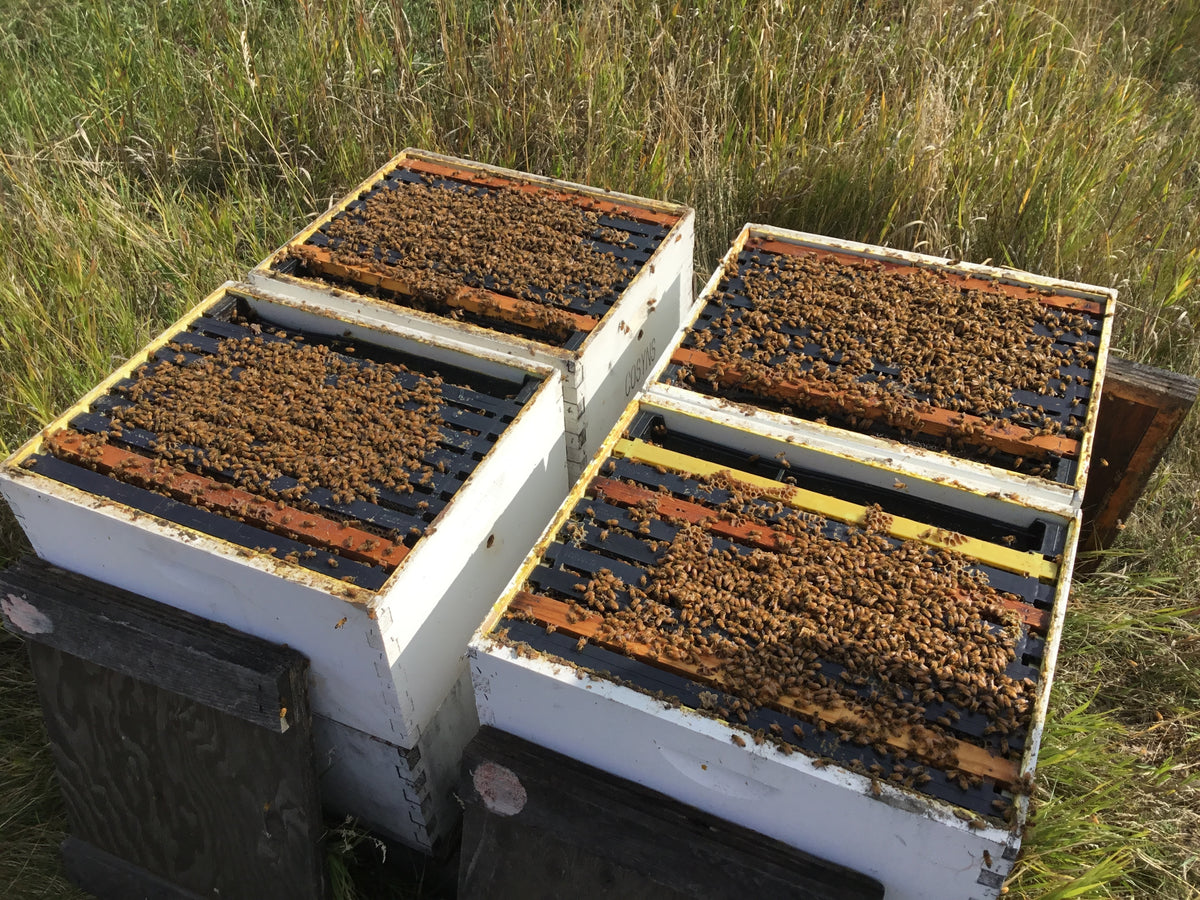 balanced beekeeping for everyone, natural beekeeping, top bar hive